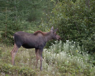 Moose, Calf-080306-Rt 430, Gros Morne Natl Park, Newfoundland, Canada-0433.jpg