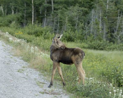 Moose, Calf-080406-Rt 430, Gros Morne Natl Park, Newfoundland, Canada-0076.jpg