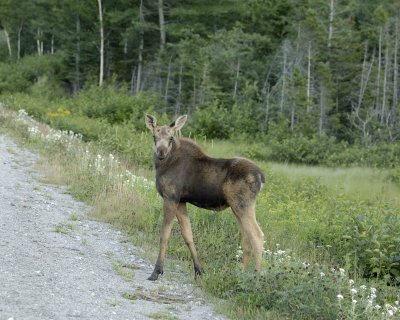 Moose, Calf-080406-Rt 430, Gros Morne Natl Park, Newfoundland, Canada-0080.jpg