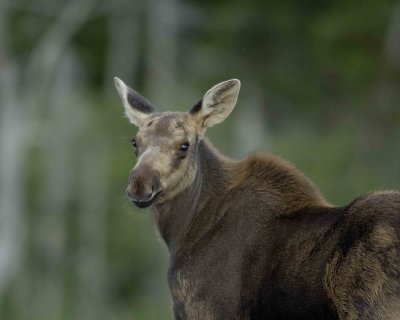 Moose, Calf-080406-Rt 430, Gros Morne Natl Park, Newfoundland, Canada-0396.jpg