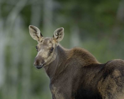 Moose, Calf-080406-Rt 430, Gros Morne Natl Park, Newfoundland, Canada-0398.jpg