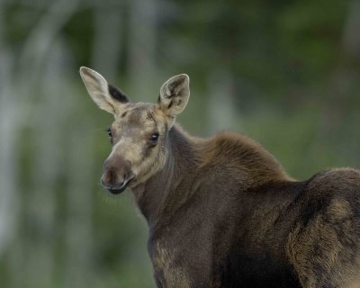 Moose, Calf-080406-Rt 430, Gros Morne Natl Park, Newfoundland, Canada-0401.jpg