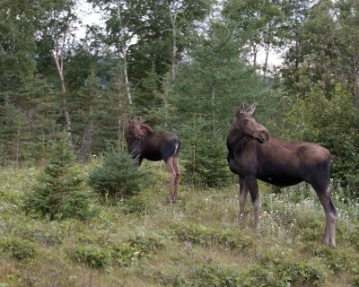 Moose, Calf  & Cow-080306-Rt 430, Gros Morne Natl Park, Newfoundland, Canada-0442.jpg