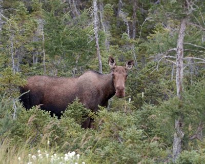 Moose, Cow-073106-Rt 430, St Anthony, Newfoundland, Canada-0169.jpg