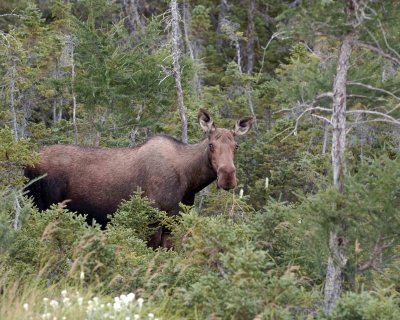 Moose, Cow-073106-Rt 432, St Anthony, Newfoundland, Canada-0165.jpg