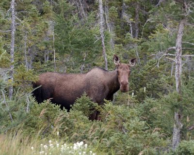 Moose, Cow-073106-Rt 432, St Anthony, Newfoundland, Canada-0170.jpg