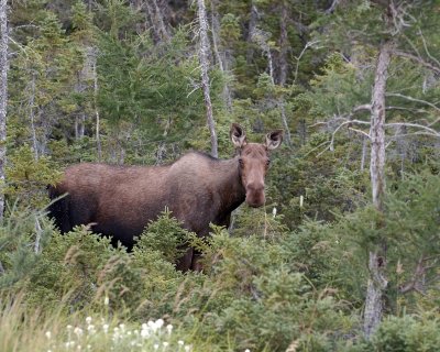 Moose, Cow-073106-Rt 432, St Anthony, Newfoundland, Canada-0172.jpg