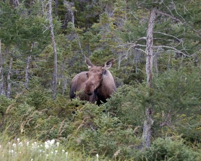 Moose, Cow-073106-Rt 432, St Anthony, Newfoundland, Canada-0179.jpg
