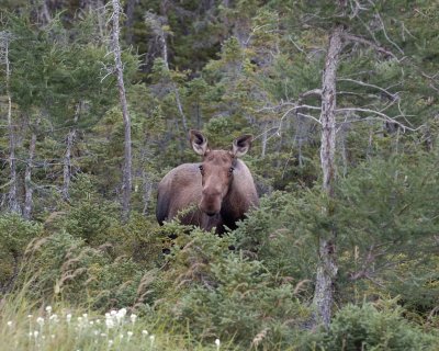 Moose, Cow-073106-Rt 432, St Anthony, Newfoundland, Canada-0184.jpg