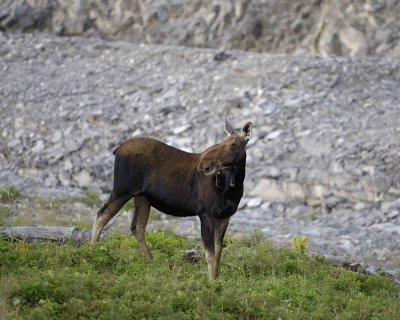 Moose, Cow-073106-Rt 432, St Anthony, Newfoundland, Canada-0236.jpg