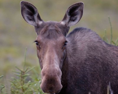 Moose, Cow-080106-Rt 432, Main Brook, Newfoundland, Canada-0033.jpg