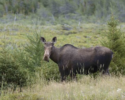 Moose, Cow-080106-Rt 432, Main Brook, Newfoundland, Canada-0070.jpg