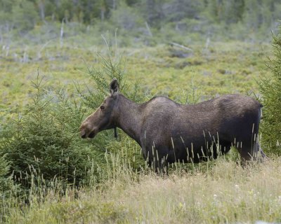Moose Cow-080106-Rt 432, Main Brook, Newfoundland, Canada-0073.jpg