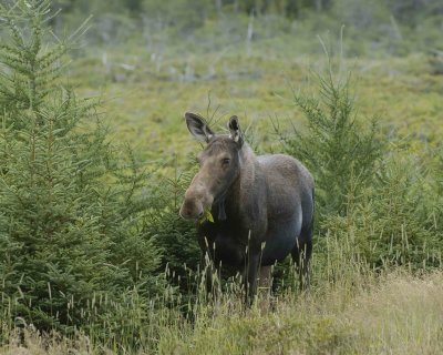 Moose, Cow-080106-Rt 432, Main Brook, Newfoundland, Canada-0075.jpg