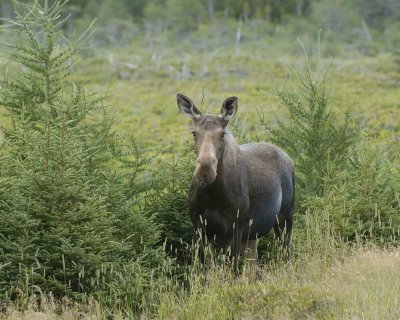 Moose, Cow-080106-Rt 432, Main Brook, Newfoundland, Canada-0080.jpg