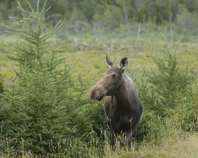 Moose, Cow-080106-Rt 432, Main Brook, Newfoundland, Canada-0097.jpg