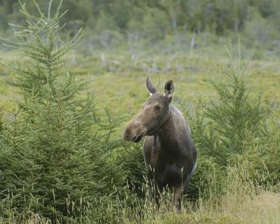 Moose, Cow-080106-Rt 432, Main Brook, Newfoundland, Canada-0101.jpg