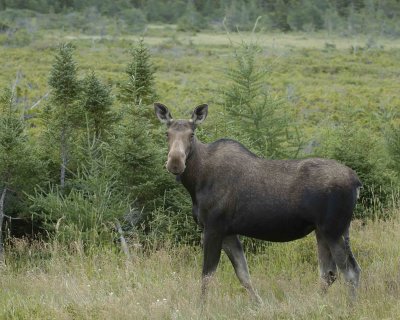 Moose, Cow-080106-Rt 432, Main Brook, Newfoundland, Canada-0108.jpg