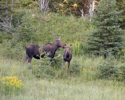 Moose, Cow & Bull Calf-073106-Rt 432, St Anthony, Newfoundland Canada-0132.jpg