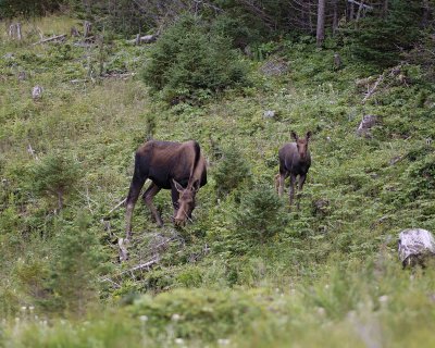 Moose, Cow & Calf-073006-Rt 430, Gros Morne Natl Park, Newfoundland, Canada-0015.jpg