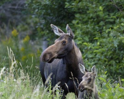 Moose, Cow & Calf-080406-Rt 430, Gros Morne Natl Park, Newfoundland, Canada-0355.jpg