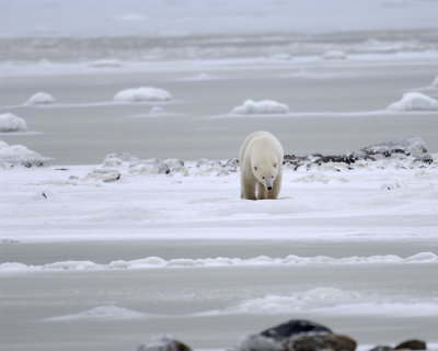 Bear, Polar-110307-Churchill Wildlife Mgmt Area, Manitoba, Canada-#0397.jpg