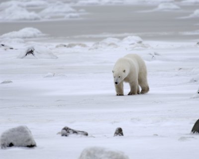 Bear, Polar-110307-Churchill Wildlife Mgmt Area, Manitoba, Canada-#0413.jpg
