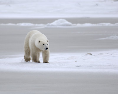 Bear, Polar-110307-Churchill Wildlife Mgmt Area, Manitoba, Canada-#0422.jpg