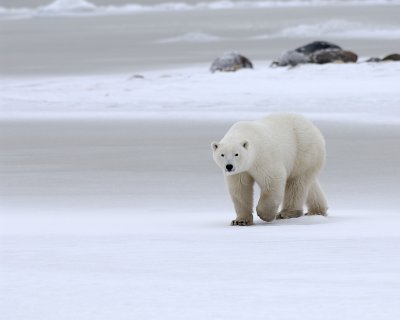 Bear, Polar-110307-Churchill Wildlife Mgmt Area, Manitoba, Canada-#0427.jpg