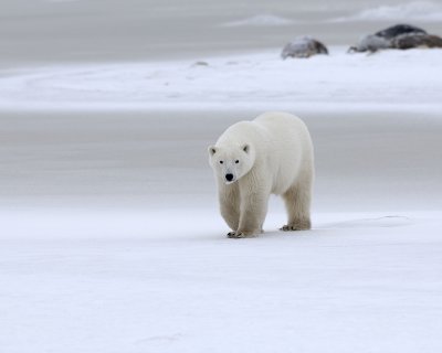 Bear, Polar-110307-Churchill Wildlife Mgmt Area, Manitoba, Canada-#0430.jpg