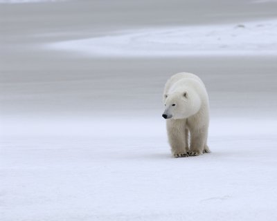 Bear, Polar-110307-Churchill Wildlife Mgmt Area, Manitoba, Canada-#0453.jpg