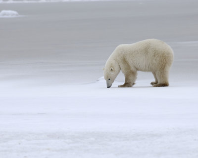 Bear, Polar-110307-Churchill Wildlife Mgmt Area, Manitoba, Canada-#0456.jpg