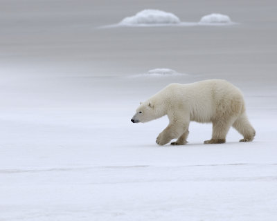 Bear, Polar-110307-Churchill Wildlife Mgmt Area, Manitoba, Canada-#0459.jpg