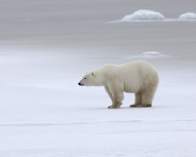 Bear, Polar-110307-Churchill Wildlife Mgmt Area, Manitoba, Canada-#0466.jpg