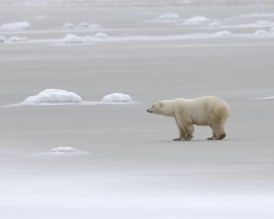 Bear, Polar-110307-Churchill Wildlife Mgmt Area, Manitoba, Canada-#0477.jpg