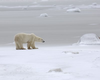 Bear, Polar-110307-Churchill Wildlife Mgmt Area, Manitoba, Canada-#0482.jpg