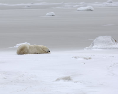 Bear, Polar-110307-Churchill Wildlife Mgmt Area, Manitoba, Canada-#0486.jpg