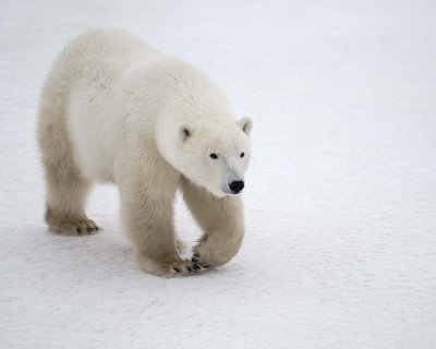 Bear, Polar-110307-Churchill Wildlife Mgmt Area, Manitoba, Canada-#0689.jpg