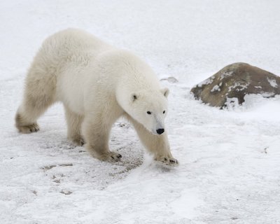 Bear, Polar-110307-Churchill Wildlife Mgmt Area, Manitoba, Canada-#0691.jpg