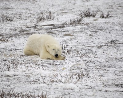 Bear, Polar-110307-Churchill Wildlife Mgmt Area, Manitoba, Canada-#0717.jpg