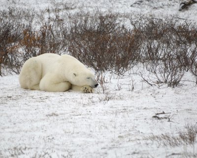 Bear, Polar-110307-Churchill Wildlife Mgmt Area, Manitoba, Canada-#0796.jpg