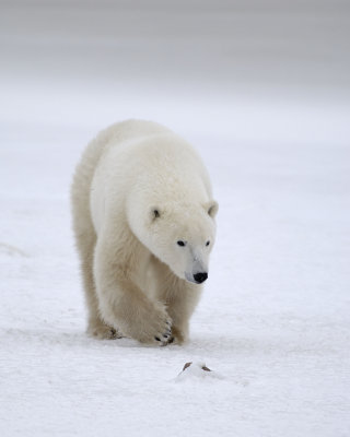 Bear, Polar-110307-Churchill Wildlife Mgmt Area, Manitoba, Canada-#1061.jpg