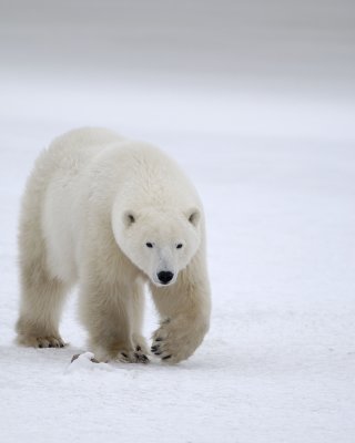 Bear, Polar-110307-Churchill Wildlife Mgmt Area, Manitoba, Canada-#1062.jpg