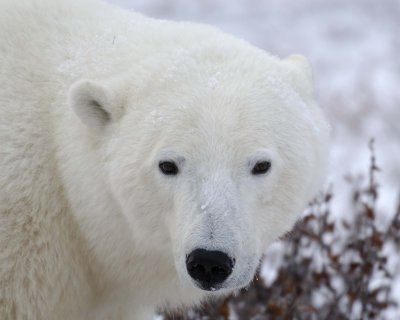 Bear, Polar-110307-Churchill Wildlife Mgmt Area, Manitoba, Canada-#1077.jpg