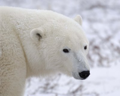 Bear, Polar-110307-Churchill Wildlife Mgmt Area, Manitoba, Canada-#1081.jpg