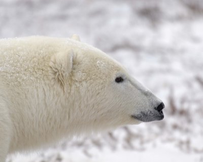 Bear, Polar-110307-Churchill Wildlife Mgmt Area, Manitoba, Canada-#1102.jpg