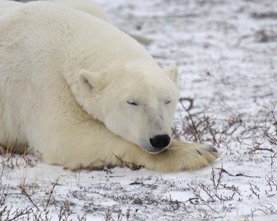 Bear, Polar-110307-Churchill Wildlife Mgmt Area, Manitoba, Canada-#1103.jpg