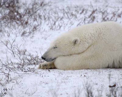 Bear, Polar-110307-Churchill Wildlife Mgmt Area, Manitoba, Canada-#1152.jpg