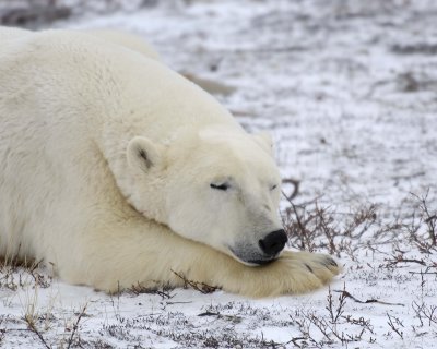 Bear, Polar-110307-Churchill Wildlife Mgmt Area, Manitoba, Canada-#1163.jpg