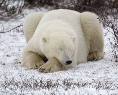 Bear, Polar-110307-Churchill Wildlife Mgmt Area, Manitoba, Canada-#1175.jpg